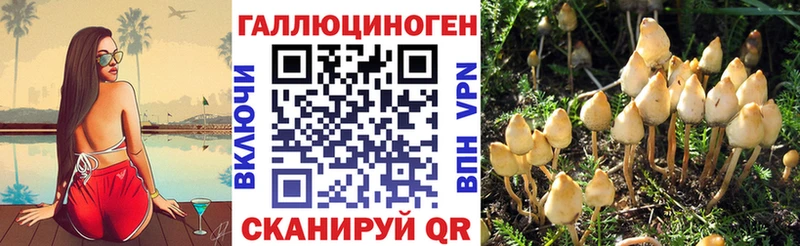 как найти   Ельня  Псилоцибиновые грибы Psilocybine cubensis 